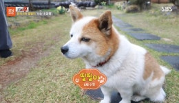 TV 동물농장 출연당시 가출해서 한의원 살린 강아지 ‘띨띨이’ 근황... 공간 TV 동물농장 출연당시 가출해서 한의원 살린 강아지 ‘띨띨이’ 근황