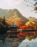 이번 주가 절정이라는 전북 정읍 내장산 단풍 - 악플달면 쩌리쩌려버려... 20대들의 알흠다운 공간 이번 주가 절정이라는 전북 정읍 내장산 단풍