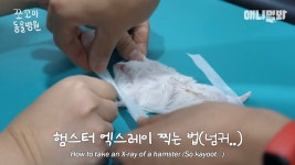 쪼꼬미 동물병원-쪼그마한 햄스터 엑스레이 찍는 방법 - 악플달면 쩌리쩌려버려 - ＊여성시대＊ 차분한 20대들의 알흠다운 공간 쪼꼬미 동물병원... 