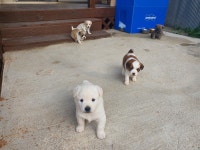 동네 친한 강아지 새끼낳았는데 나 자꾸 따라다녀 (동물농장/ 사진많음) +사진추가 - 악플달면 쩌리쩌려버려 - ＊여성시대＊ 차분한 20대들의... 