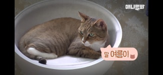 [동물농장] 밤마다 벌어지는 she.. 테러의 범인 - 악플달면 쩌리쩌려버려 - ＊여성시대＊ 차분한 20대들의 알흠다운 공간 [동물농장] 밤마다... 