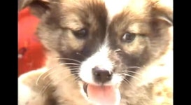 80년대 시장에서 만난 강아지들 - 악플달면 쩌리쩌려버려 - ＊여성시대＊ 차분한 20대들의 알흠다운 공간 80년대 시장에서 만난 강아지들