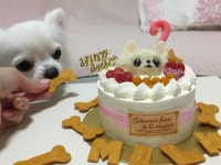 반려동물용 케이크 - 악플달면 쩌리쩌려버려 - ＊여성시대＊ 차분한 20대들의 알흠다운 공간 반려동물용 케이크