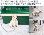 트위터 강아지짤 - 악플달면 쩌리쩌려버려 - ＊여성시대＊ 차분한 20대들의 알흠다운 공간 트위터 강아지짤