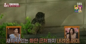 동물농장 저번주 레전드 회차 수리부엉이 가족과 둘째 이야기.jpg - 악플달면 쩌리쩌려버려 - ＊여성시대＊ 차분한 20대들의 알흠다운 공간... 