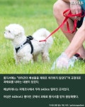 개똥 안 치우고 간 견주 잡으려고 개똥 DNA 분석해 과태료 물린... 개똥 안 치우고 간 견주 잡으려고 개똥 DNA 분석해 과태료 물린 스페인 정부