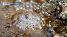 더쿠 - 약혐) 충북 제천 산골마을에 파리 대재앙...알고보니 분뇨 700톤 방치