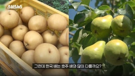 호주에서 인기 있다는 k-배즙 - 악플달면 쩌리쩌려버려 - ＊여성시대＊ 차분한 20대들의 알흠다운 공간 호주에서 인기 있다는 k-배즙