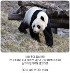 판다계의 킹카였다는 아이바오 할아버지 판다 우강 - 악플달면... 20대들의 알흠다운 공간 판다계의 킹카였다는 아이바오 할아버지 판다 우강
