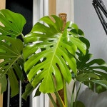 식물에 대해 아무것도 모르면서 플랜테리어 하면 벌어지는 일 +추가 - 🥇여성시대 교과서🥇 - ＊여성시대＊ 차분한 20대들의 알흠다운 공간... 