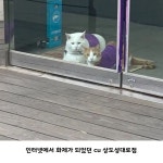 고양이의 보은 출연 고양이들이 있는 편의점 - 악플달면 쩌리쩌려버려 - ＊여성시대＊ 차분한 20대들의 알흠다운 공간 고양이의 보은 출연... 