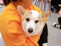 중랑구 유기견 애견카페 다시사랑받개 - 콧멍에트💛잇게짤털... 알흠다운 공간 댕댕이들 입양 관심있다면? 중랑구 유기견 애견카페 다시사랑받개