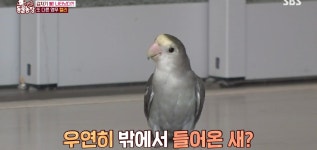 학계에 보고될 초희귀 사례급 반전인 오늘자 동물농장.jpg - 악플달면 쩌리쩌려버려 - ＊여성시대＊ 차분한 20대들의 알흠다운 공간 학계에... 
