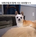 대형견과 사는 와와헴 - 악플달면 쩌리쩌려버려 - ＊여성시대＊ 차분한 20대들의 알흠다운 공간 대형견과 사는 와와헴