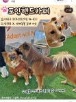 서울 유기묘&유기견 카페 모음 - 악플달면 쩌리쩌려버려 - ＊여성시대＊ 차분한 20대들의 알흠다운 공간 서울 유기묘&유기견 카페 모음