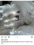 공유컷,원빈컷,최양락컷,강철부대컷 등 아이비의 강아지 셀프미용과... 최양락컷,강철부대컷 등 아이비의 강아지 셀프미용과 송승헌견 입양.jpg