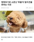 똑똑하기로 소문난 푸들이 탐지견을 못하는 이유 - 악플달면... 차분한 20대들의 알흠다운 공간 똑똑하기로 소문난 푸들이 탐지견을 못하는 이유