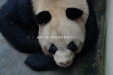 사람 찢을 것 같은 야생판다 출신 아이바오 아빠 루루 - 악플달면 쩌리쩌려버려 - ＊여성시대＊ 차분한 20대들의 알흠다운 공간 사람 찢을 것... 