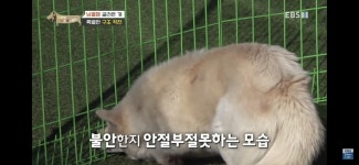 [세나개] 카페에 눌러앉은 유기견 토비 (+근황) - 악플달면 쩌리쩌려버려 - ＊여성시대＊ 차분한 20대들의 알흠다운 공간 [세나개] 카페에... 