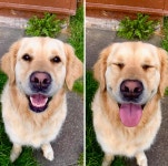 웃는 강아지 모음 - 악플달면 쩌리쩌려버려 - ＊여성시대＊ 차분한 20대들의 알흠다운 공간 웃는 강아지 모음