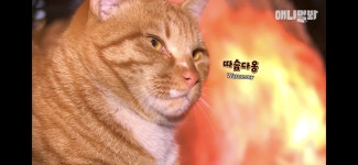 찜질 고양이 선생.jpg - 악플달면 쩌리쩌려버려 - ＊여성시대＊ 차분한 20대들의 알흠다운 공간 찜질 고양이 선생.jpg