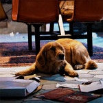 드라마 ＜호크아이＞ 피자도그 럭키의 댕스타그램🐕 - 악플달면... 20대들의 알흠다운 공간 드라마 ＜호크아이＞ 피자도그 럭키의 댕스타그램🐕