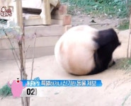 푸바오:죽어.gif - 악플달면 쩌리쩌려버려 - ＊여성시대＊ 차분한 20대들의 알흠다운 공간 푸바오:죽어.gif
