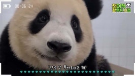 동그란 눈에 까만 작은 코 누런털.. 옷을 입은 예쁜 아기곰🐼 - 악플달면 쩌리쩌려버려 - ＊여성시대＊ 차분한 20대들의 알흠다운 공간 동그란... 