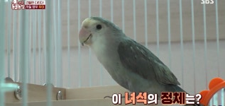 학계에 보고될 초희귀 사례급 반전인 오늘자 동물농장.jpg - 악플달면... 알흠다운 공간 학계에 보고될 초희귀 사례급 반전인 오늘자 동물농장.jpg