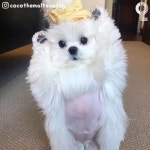 사진 찍자고만 하면 만세 포즈 잡는 강아지.jpg - 악플달면... 차분한 20대들의 알흠다운 공간 사진 찍자고만 하면 만세 포즈 잡는 강아지.jpg