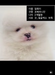 요즘 인스타 신종 펫샵 - 악플달면 쩌리쩌려버려 - ＊여성시대＊ 차분한 20대들의 알흠다운 공간 요즘 인스타 신종 펫샵