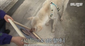 할머니가 돌아가신 것도 모르고 2년을 찾아헤맨 진돌이 - 악플달면 쩌리쩌려버려 - ＊여성시대＊ 차분한 20대들의 알흠다운 공간 할머니가... 