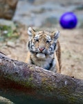 눈이 억울하게 생긴 아기 호랑이 설호 🐯 - 악플달면 쩌리쩌려버려... 차분한 20대들의 알흠다운 공간 눈이 억울하게 생긴 아기 호랑이 설호 🐯