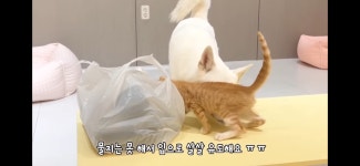 사람 음식 건드리는 새끼 고양이를 보고 진돗개가 보인 놀라운 행동 - 악플달면 쩌리쩌려버려 - ＊여성시대＊ 차분한 20대들의 알흠다운 공간... 