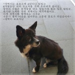개큰호감 천안시 동물보호센터 - 악플달면 쩌리쩌려버려 - ＊여성시대＊ 차분한 20대들의 알흠다운 공간 개큰호감 천안시 동물보호센터