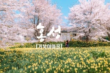 국내 수선화 명소들 - 악플달면 쩌리쩌려버려 - ＊여성시대＊ 차분한 20대들의 알흠다운 공간 국내 수선화 명소들