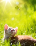우리나라는 왜 고양이를 나비야~라고 부르게 됐을까 - 악플달면 쩌리쩌려버려 - ＊여성시대＊ 차분한 20대들의 알흠다운 공간 우리나라는 왜... 