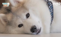 설채현X가비의 다이어트하개에 출연한 뚱댕이들 - 악플달면... 차분한 20대들의 알흠다운 공간 설채현X가비의 다이어트하개에 출연한 뚱댕이들