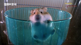 당신이 무심코 지나쳤던 반려동물들의 숨겨진 야생본능은? -1... 알흠다운 공간 당신이 무심코 지나쳤던 반려동물들의 숨겨진 야생본능은? -1-