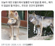 대전 오월드에서 탈출한 늑대 - 악플달면 쩌리쩌려버려 - ＊여성시대＊ 차분한 20대들의 알흠다운 공간 대전 오월드에서 탈출한 늑대