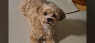 언니 시집간 줄도 모르고 밤새 기다리는 강아지... - 악플달면 쩌리쩌려버려 - ＊여성시대＊ 차분한 20대들의 알흠다운 공간 언니 시집간 줄도... 