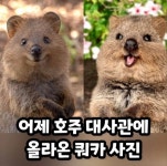호주 대사관에 올라온 쿼카 사진 - 악플달면 쩌리쩌려버려 - ＊여성시대＊ 차분한 20대들의 알흠다운 공간 호주 대사관에 올라온 쿼카 사진