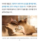 집사 손길 닿은 곳만 그루밍? 고양이의 속마음 - 악플달면... 차분한 20대들의 알흠다운 공간 집사 손길 닿은 곳만 그루밍? 고양이의 속마음