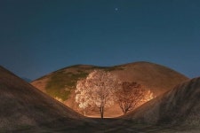 경주 대릉원의 목련나무.jpg - 악플달면 쩌리쩌려버려 - ＊여성시대＊ 차분한 20대들의 알흠다운 공간 경주 대릉원의 목련나무.jpg