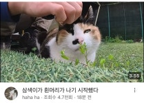 흰머리 생긴 삼색이 - 악플달면 쩌리쩌려버려 - ＊여성시대＊ 차분한 20대들의 알흠다운 공간 흰머리 생긴 삼색이