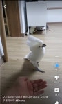 오기 싫은데 엄마가 부르니까 억지로 오는 앵무새 태식이 - 악플달면... 알흠다운 공간 오기 싫은데 엄마가 부르니까 억지로 오는 앵무새 태식이