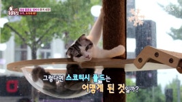 동물농장 오늘자 창녕 품종묘 10마리 유기사건 전말 - 악플달면... 20대들의 알흠다운 공간 동물농장 오늘자 창녕 품종묘 10마리 유기사건 전말