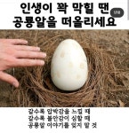 인생이 꽉 말힐 땐 공룡알을 떠올리세요 - 악플달면 쩌리쩌려버려... 차분한 20대들의 알흠다운 공간 인생이 꽉 말힐 땐 공룡알을 떠올리세요