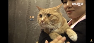 길고양이 목에 쪽지를 달자 생긴 영화같은 일 - 악플달면 쩌리쩌려버려 - ＊여성시대＊ 차분한 20대들의 알흠다운 공간 길고양이 목에 쪽지를... 