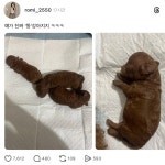 진짜 ‘똥’ 강아지 - 악플달면 쩌리쩌려버려 - ＊여성시대＊ 차분한 20대들의 알흠다운 공간 진짜 ‘똥’ 강아지